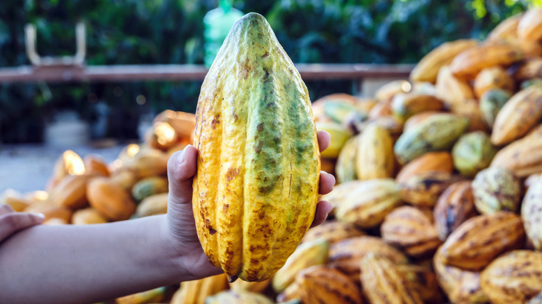 Close-up of a farmer holding out a cacao fruit