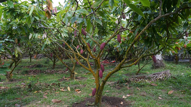 A Theobroma tree growing in Indonesia