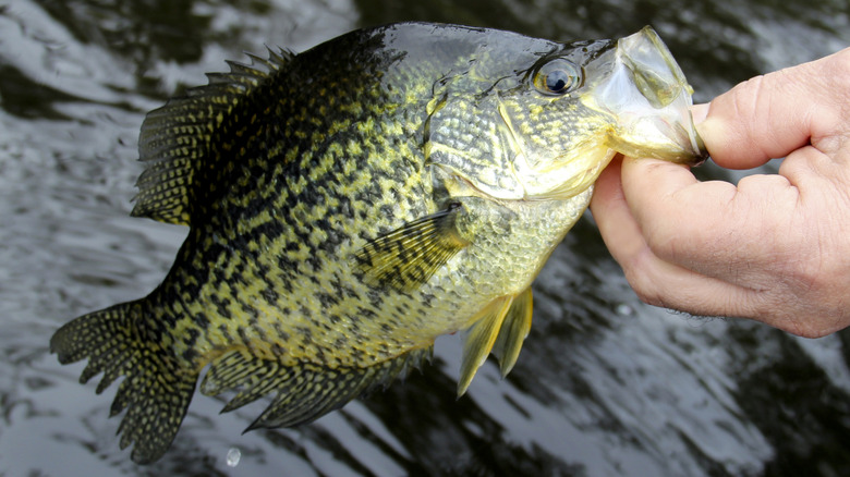 Crappie being released back to the lake by a fisherman