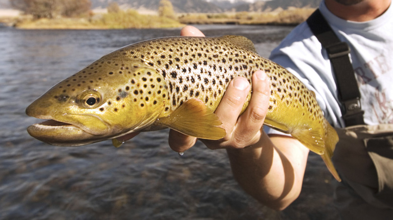 Fisherman holding out a brown trout