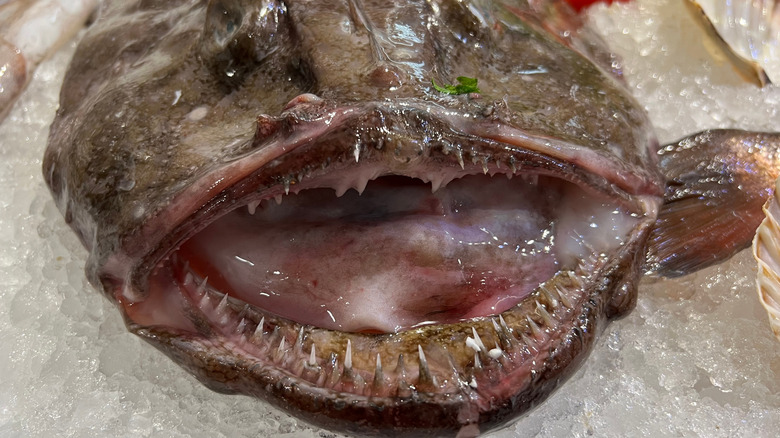 Close-up of a monkfish, laying on ice, at a fish market