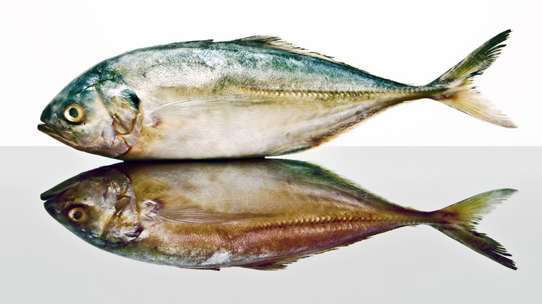 pollock fish sits on a reflective surface