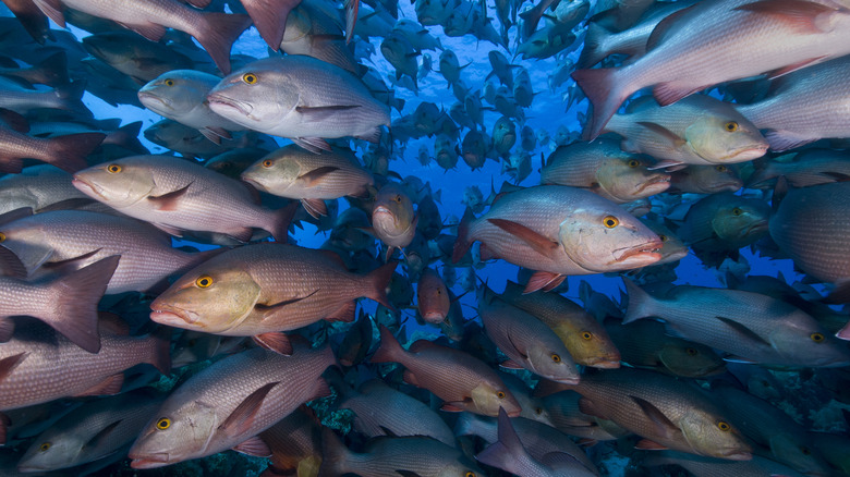 Shoaling Snappers at Ras Mohammed, Egyptian Red Sea