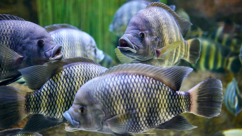 Close-up of group of tilapia at underwater