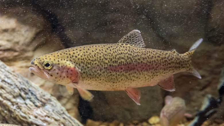 A Rainbow Trout swimming along the bottom of a river