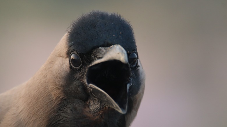 Crow with its mouth open