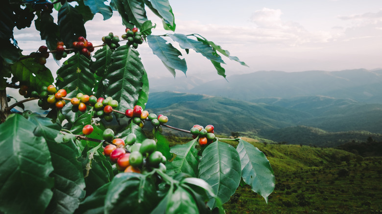 close-up of a coffee tree with a mountain landscape in the background