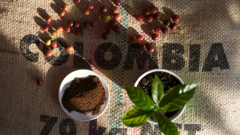 ground coffee, fresh beans and a small coffee plant on a burlap sack marked Colombia