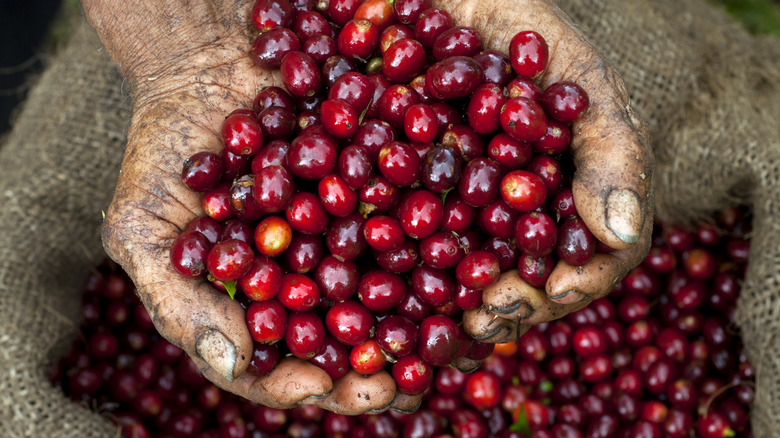 Close-up of two hands filled with coffee cherries