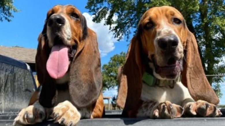 Ladd Drummond's basset hounds