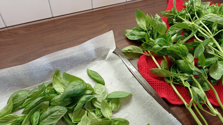 fresh basil on counter