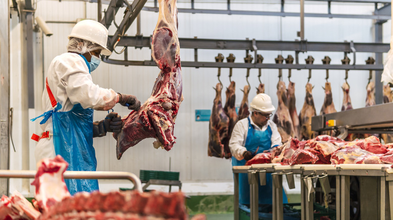 Large chunks of meat are being processed by butchers with hard hats, white jumpsuits, and blue aprons in a large, white room with meat hooks and a big cutting table.