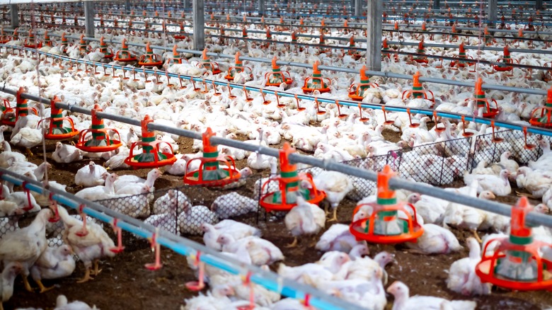 Large scale poultry farm