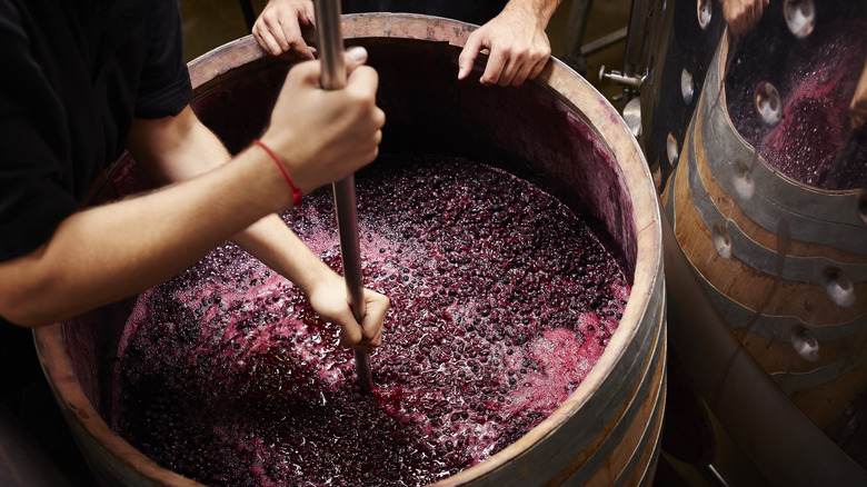 crushing grapes in barrel for wine