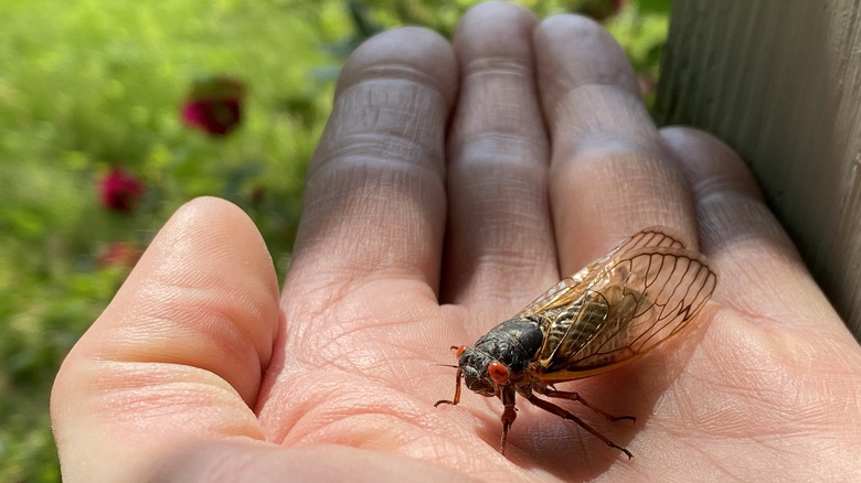 A periodic cicada on a hand