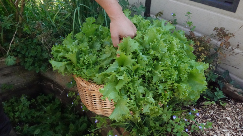 A hand holds a full basket of garden escarole (endive)