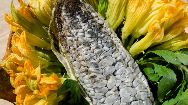 Huitlacoche and squash blossoms
