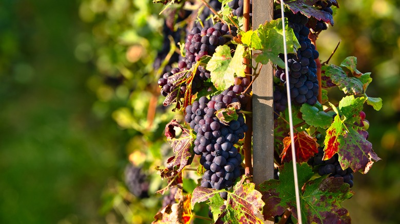 Bunch of pinot noir grapes growing on vine in Champagne region of France.