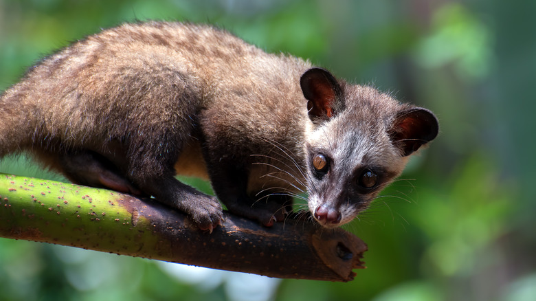 Asian civet on a branch