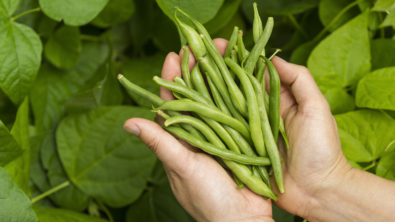 Person holding fresh green beans