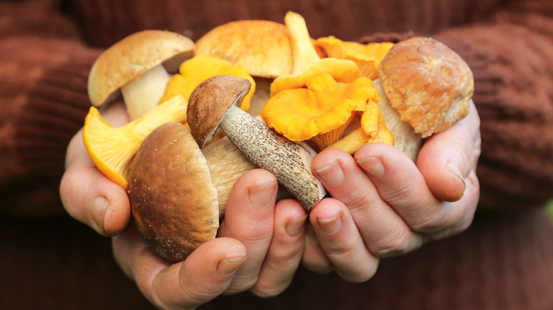 Person holding different types of mushrooms in their hands