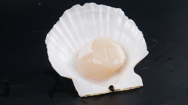 A scallop with a large side muscle 
