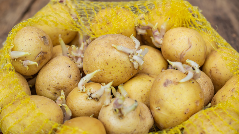 sprouting potatoes