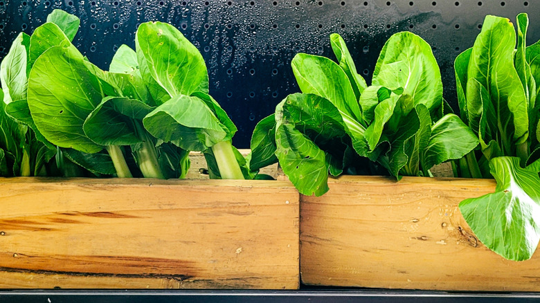 Collard greens on a refrigerator shelf at the store