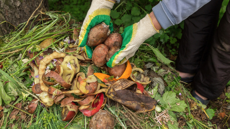 Gloved hands putting potatoes, vegetables and fruits scraps in compost