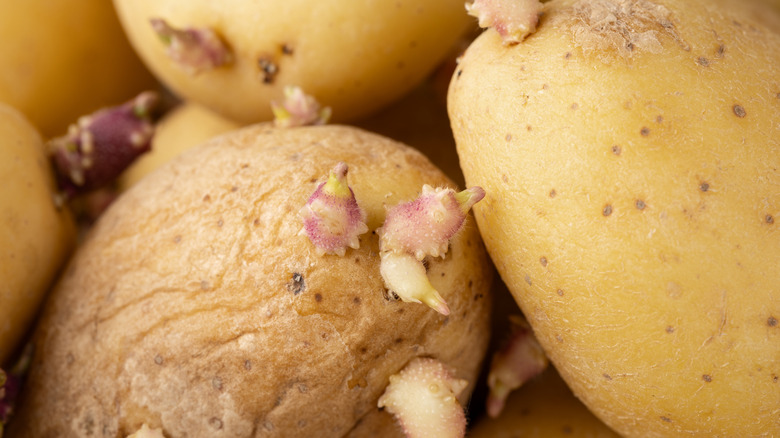 a close-up of a shriveled, sprouting potato next to a smoother one