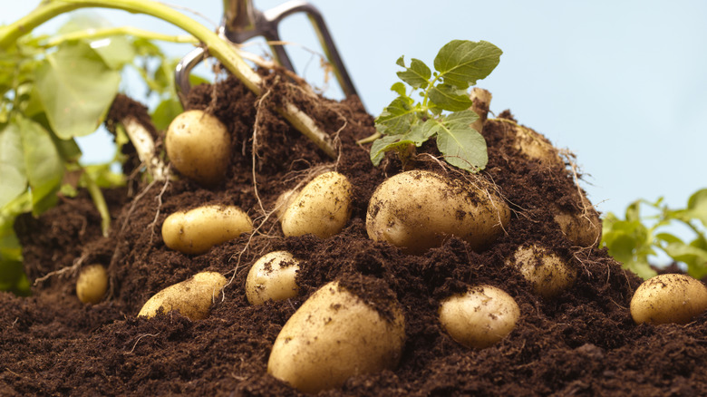 A close up of potatoes covered in soil and attached to a plant