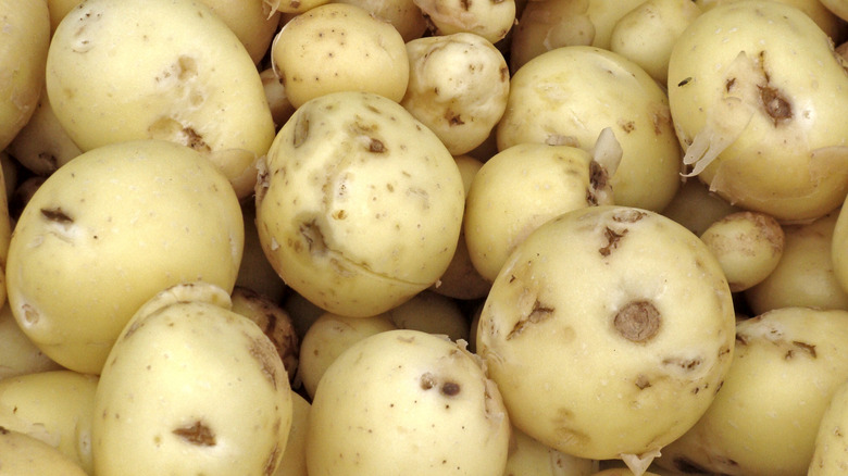 small young new potatoes with damaged skin