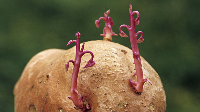 a close up of a sprouting potato, with pink shoots