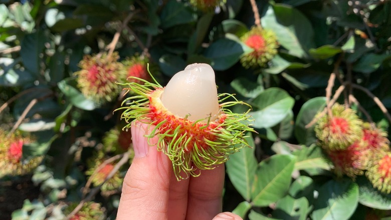 A peeled rambutan exposing white edible flesh