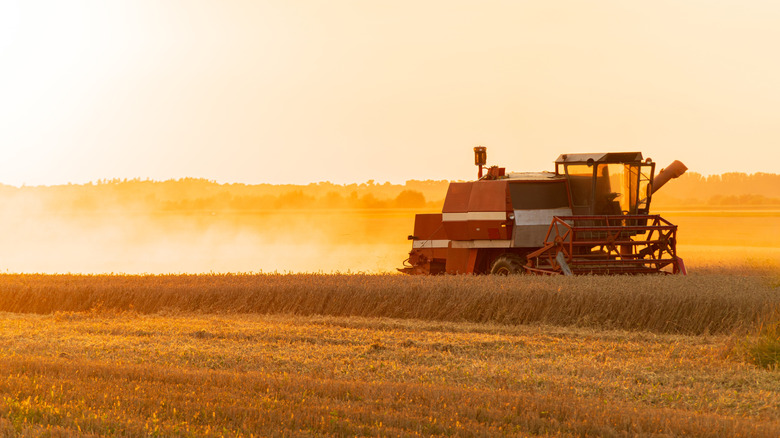 tractor working in wheat field at sunset