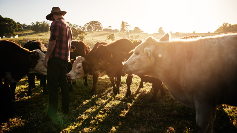 cows in a pasture at sunset with farmer