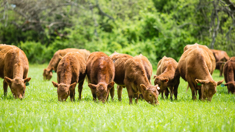 grazing red angus cattle in green pasture