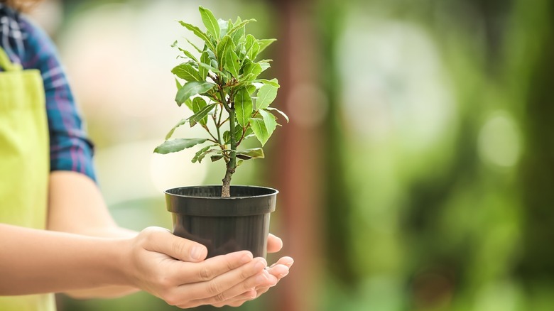 gardener holding a small potted bay laurel tree