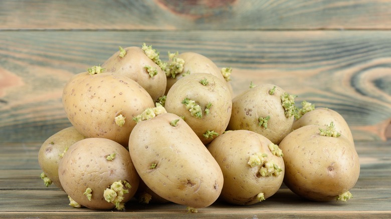 Sprouted green potatoes