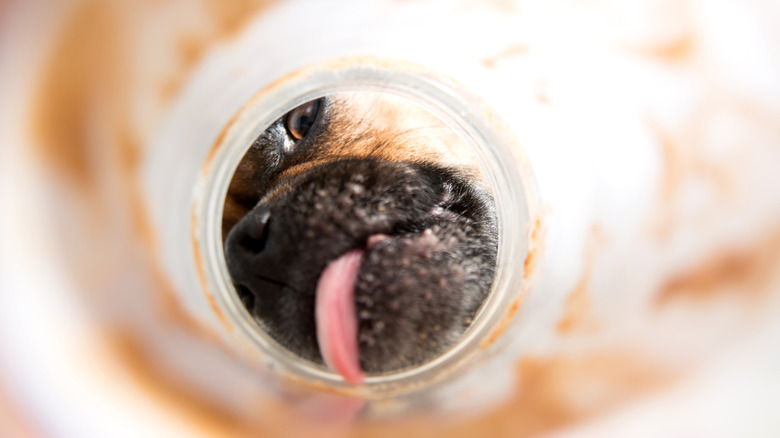 dog licking peanut butter from jar perspective