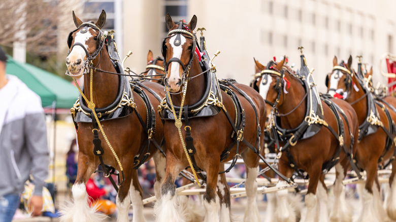 The Budweiser Clydesdale horses march in full regalia