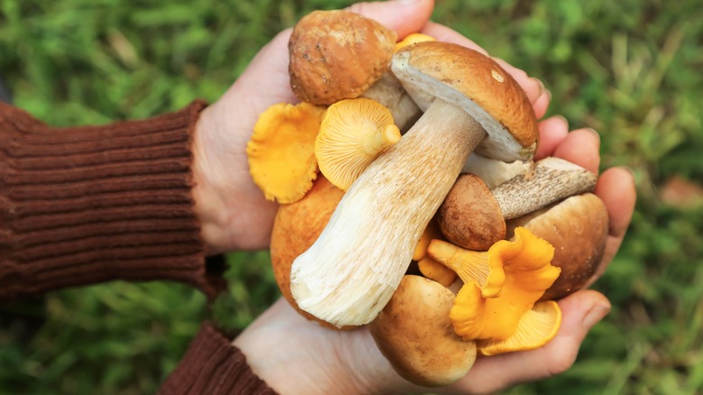 A handful of brown and yellow wild mushrooms against background of green grass.