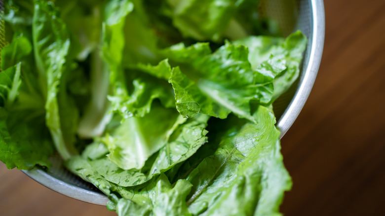 Washed leaves of romaine