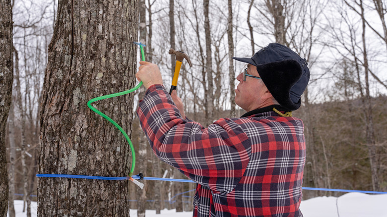 Farmer tapping a sugar maple tree.