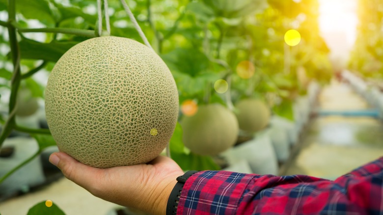 Touching a cantaloupe on the vine