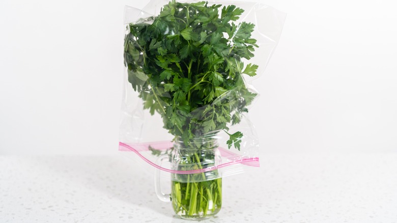 parsley stored in water