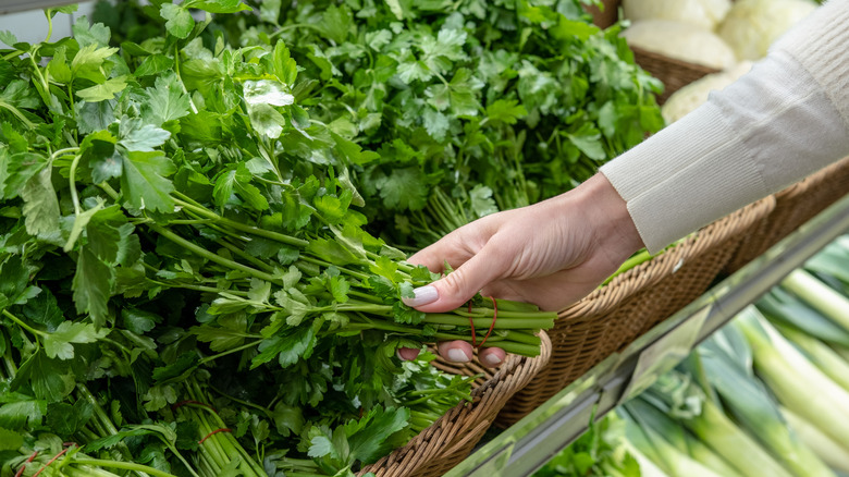 Person choosing a bunch of cilantro from a basket