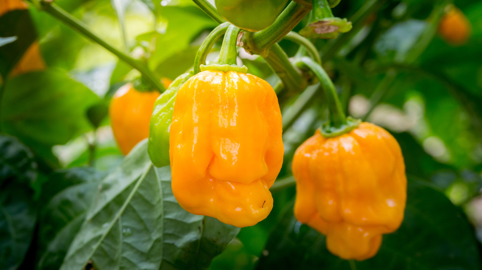 Pepper X, The World's Spiciest Pepper