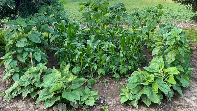 Three Sisters garden corn, squash, beans