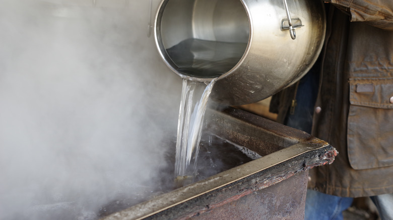 Clear maple sap pouring into evaporator